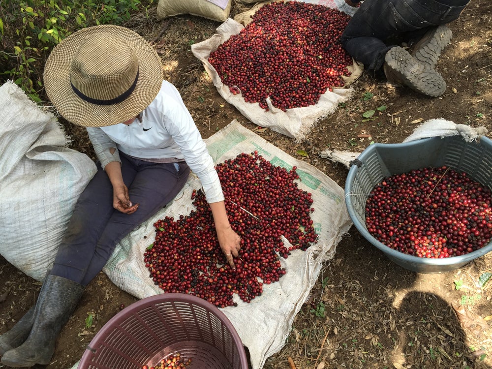 Have you heard of Cascara?
