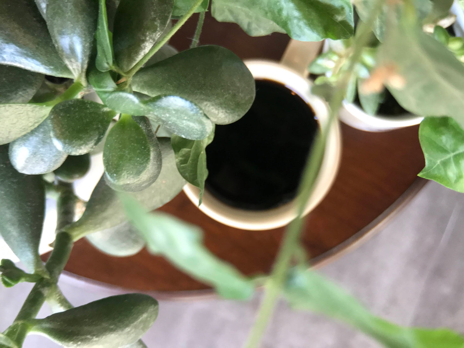 An introduction to Coffee Addicts ~ Meet Samantha