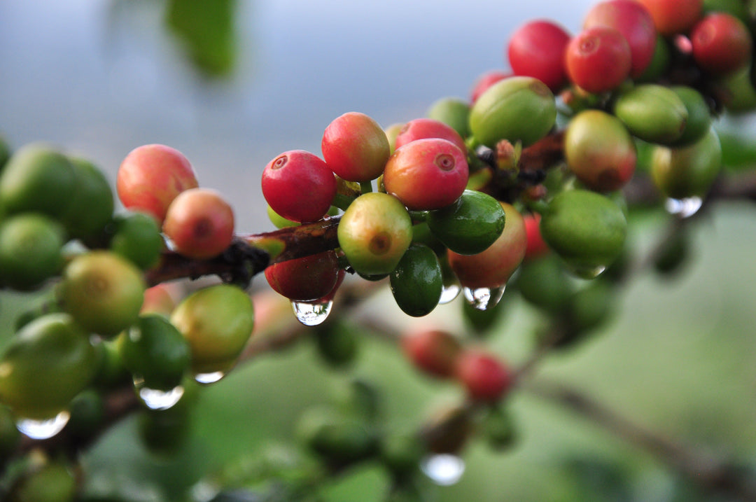 What makes them espresso beans?