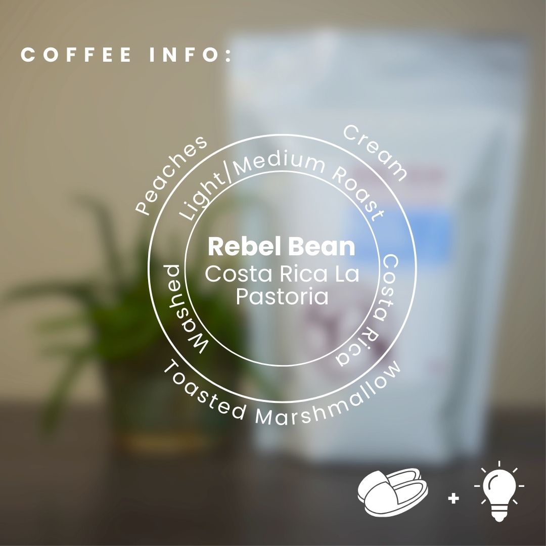 Rebel Bean Coffee Costa Rica La Pastoria Coffee Beans
